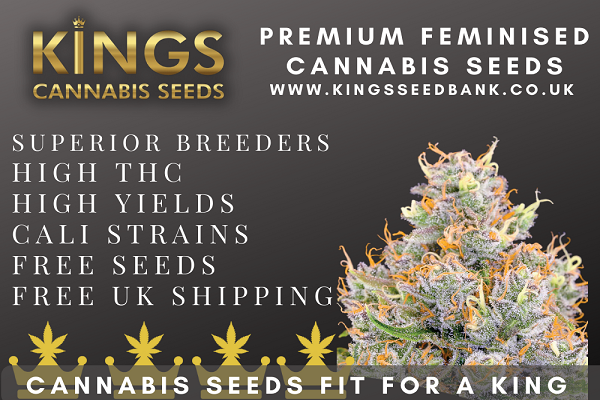 Unraveling the World of Cannabis Seeds: A Comprehensive Guide